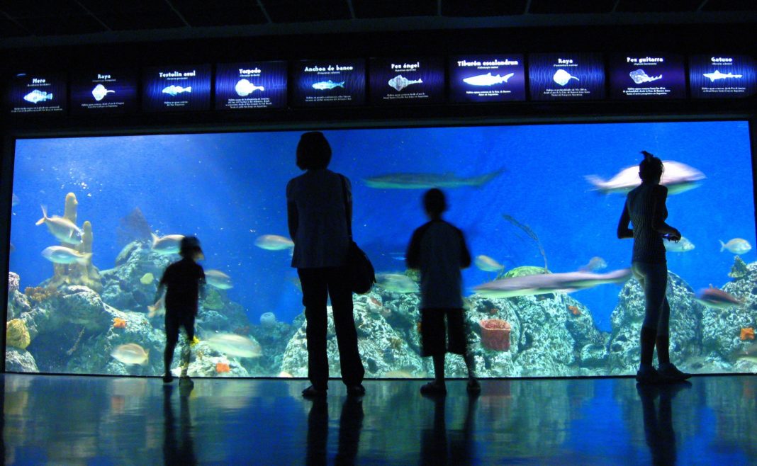 Los tiburones son una de las atracciones principales de Temaikèn. Foto: Sebastián Dario