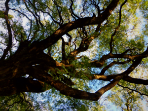 Tipa, arbres de Buenos Aires