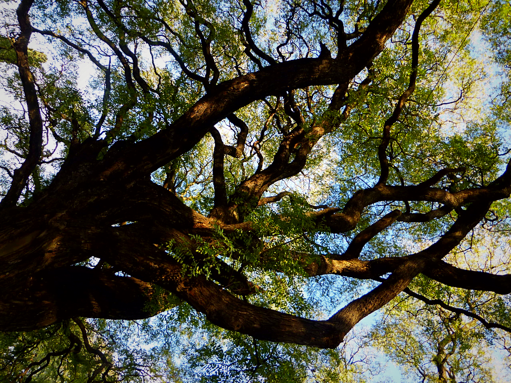 árboles de Buenos Aires