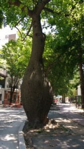 Palo borracho, arbres de Buenos Aires