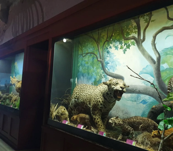 Au Musée des sciences naturelles, de nombreux animaux empaillés sont mis en scène dans des reconstitutions incroyables à voir.