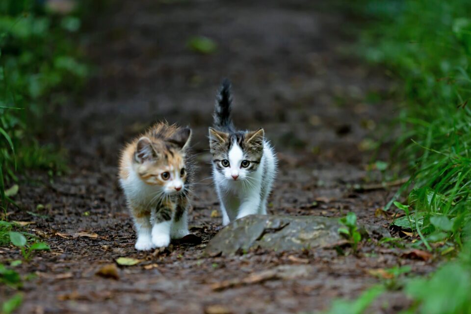 adoptar una mascota buenos aires