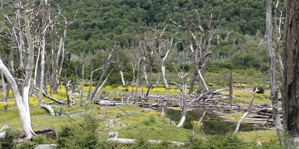 parc national ushuaïa