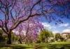 Que faire à Buenos Aires ce printemps printemps buenos aires