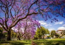 Qué hacer en Buenos Aires esta primavera primavera buenos aires