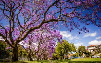 Que faire à Buenos Aires ce printemps printemps buenos aires