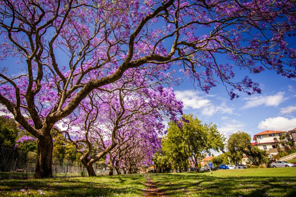primavera buenos aires