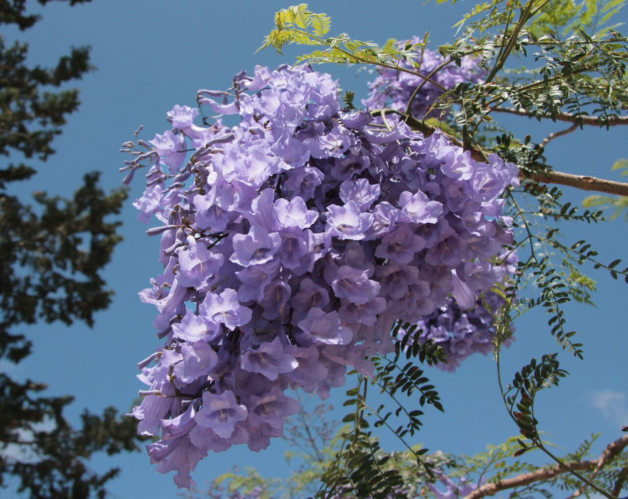 La flor del jacarandá, reconocible entre mil. Foto: Anna Anichkova.