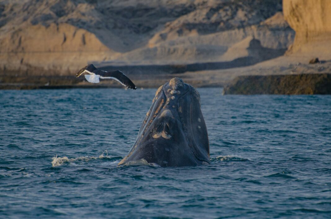 chubut argentina