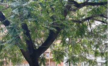 La place Güemes, l'épicentre de Villa Freud dans le quartier de Palermo, à Buenos Aires. Photo : Carolina Casanova