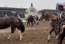 El criollo: emblema ecuestre de Argentina El Criollo: emblema ecuestre de Argentina