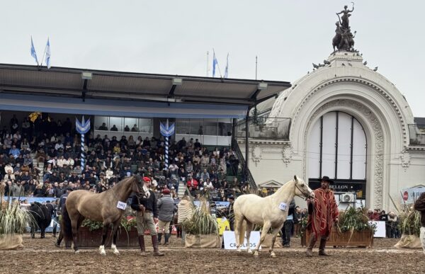 Criollos