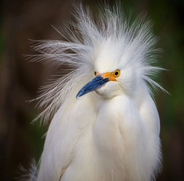 ¿Cómo enterarte de que este curioso animal se llama la egretta thula, más conocida como garceta nívea? Con los paseos de Aves Argentinas por supuesto ! Foto: A.A.