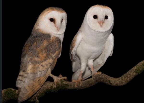 ¿Buho o lechuza? Con Aves Argentinas, ya no te confundirás entre estas dos especies más distintas de lo que te imaginabas. Foto: A.A.