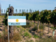 Le malbec s'éloigne rarement du drapeau de son pays de prédilection: l'Argentine. Photo: fooddrinkdestinations.com