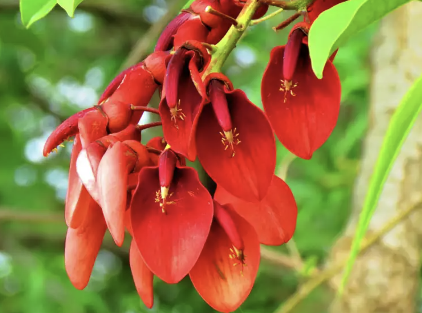 La flor muy particular del ceibo.