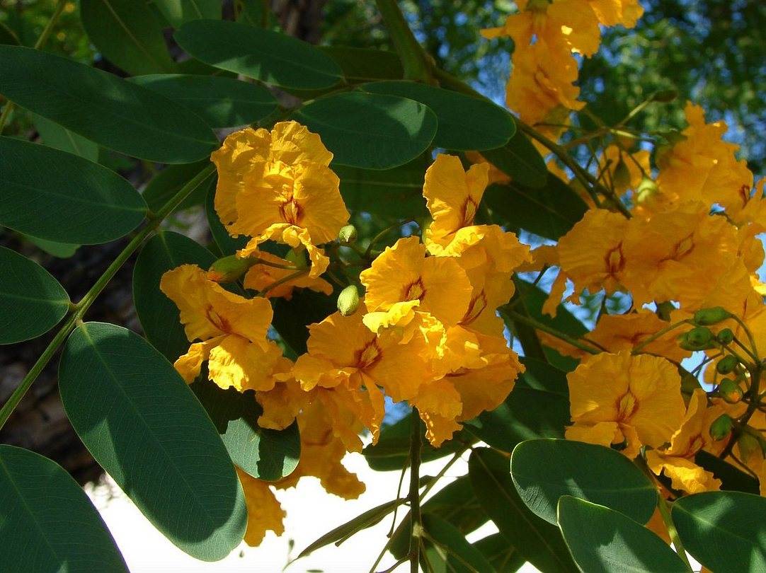 La flor amarilla del tipa es una de las más lindas de Buenos Aires.