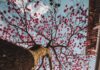 Arbres en fleurs à Buenos Aires : où et quand les voir El Lapacho rosado. Foto: Lucas Rodrigues Vimieiro.